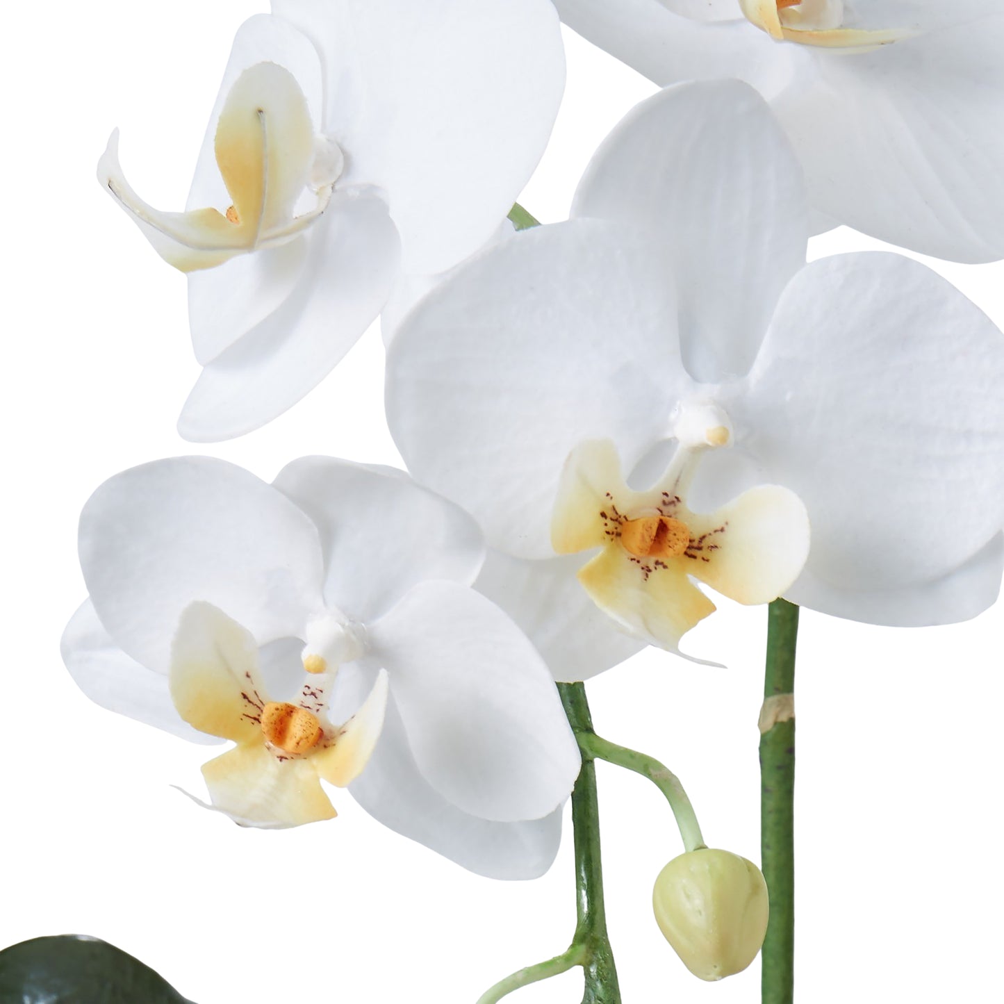 Phalaenopsis Plant White