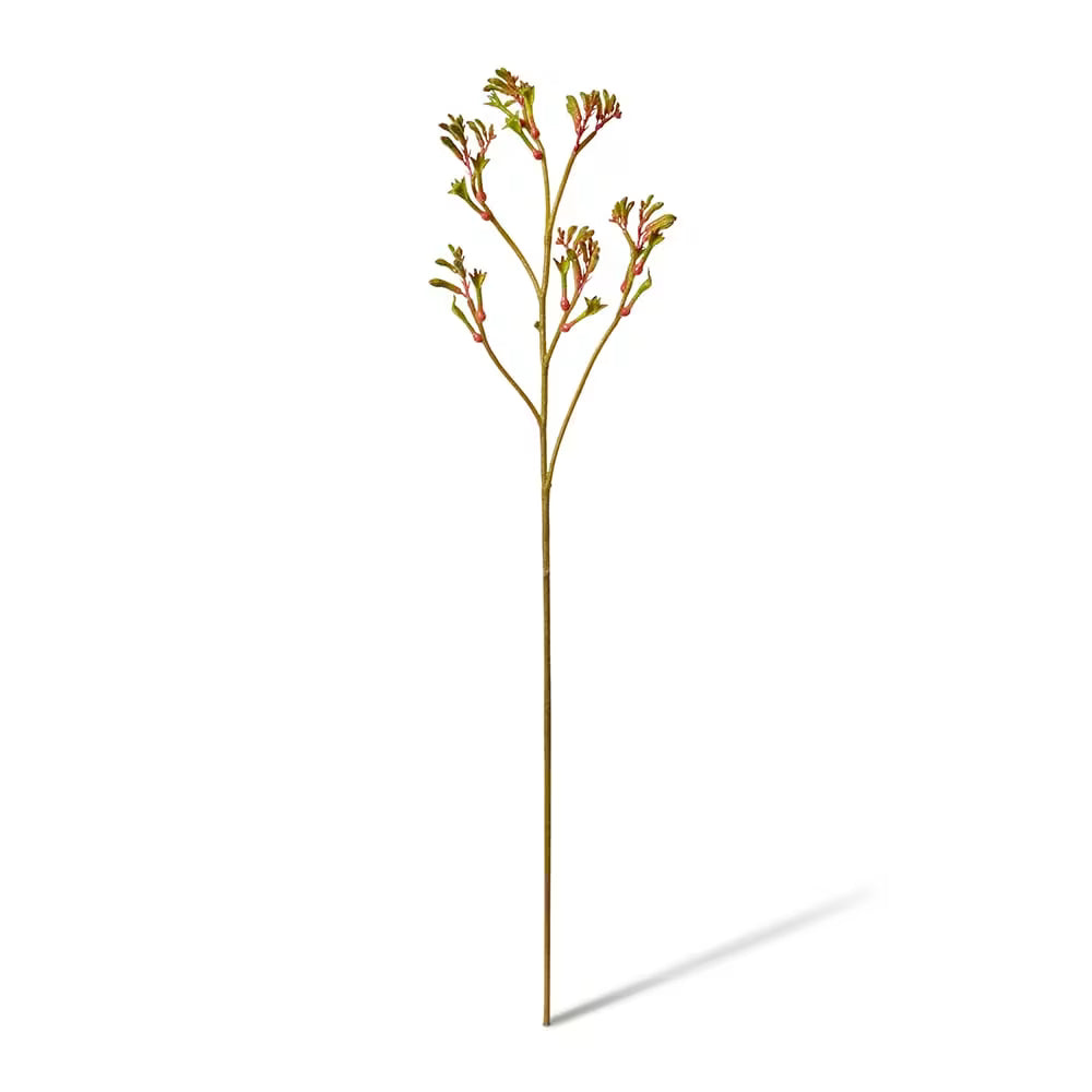 Kangaroo Paw Spray | Green