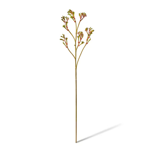 Kangaroo Paw Spray | Green