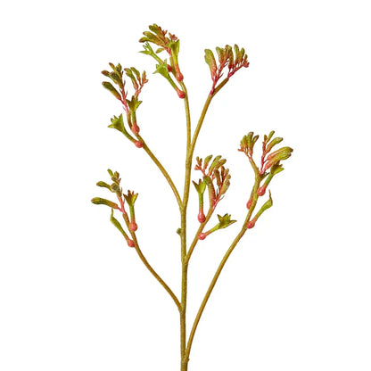Kangaroo Paw Spray | Green