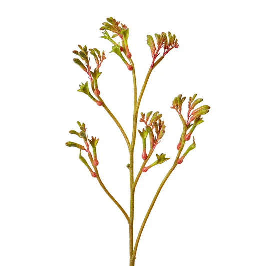 Kangaroo Paw Spray | Green