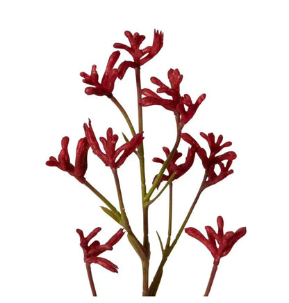 Kangaroo Paw Spray