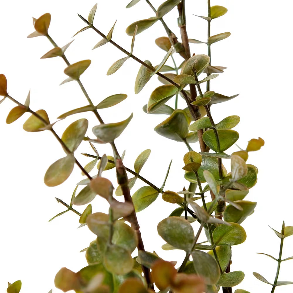 Eucalyptus Bush | Green Brown