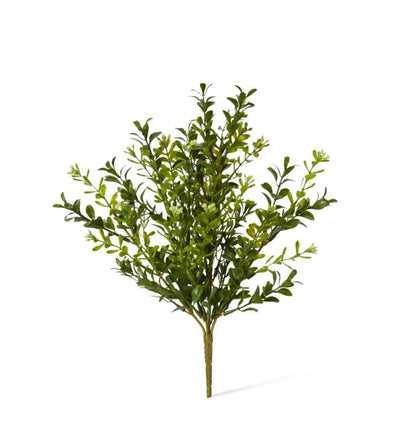 Boxwood Seeding Bush