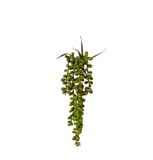 String of Pearls Hanging Plant
