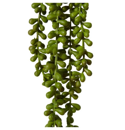 String of Pearls Hanging Plant