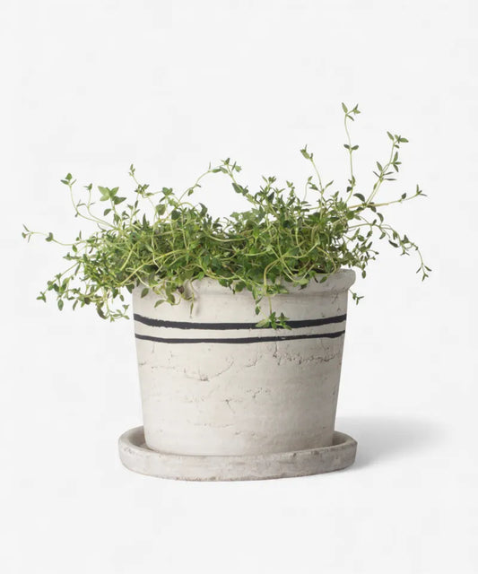 Lisbon Herb Pot Medium