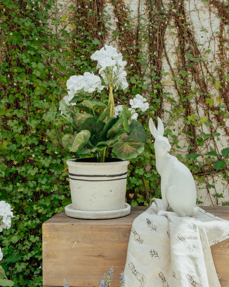 Harold the Hare Turning Small White