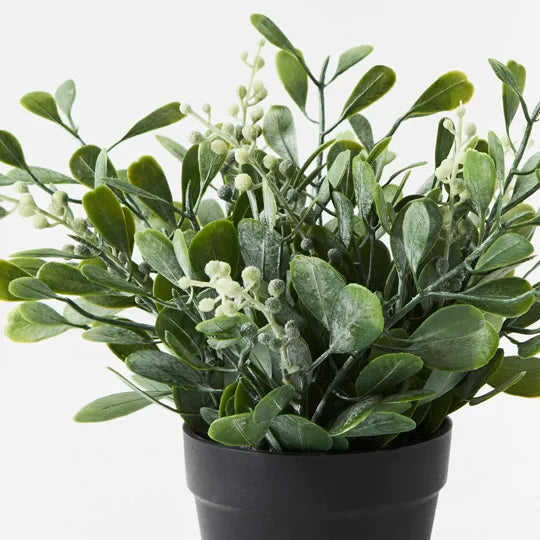 Boxwood Berry Bush in Pot