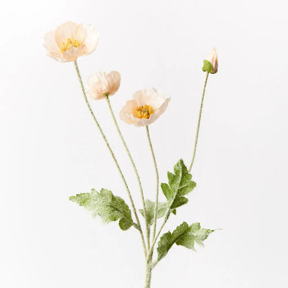 Iceland Poppy Spray