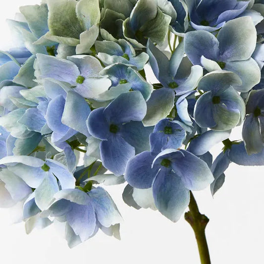 Hydrangea
