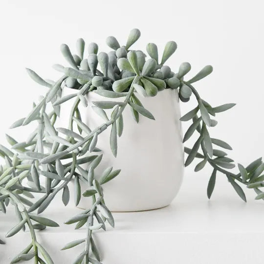 String of Bananas in Pot