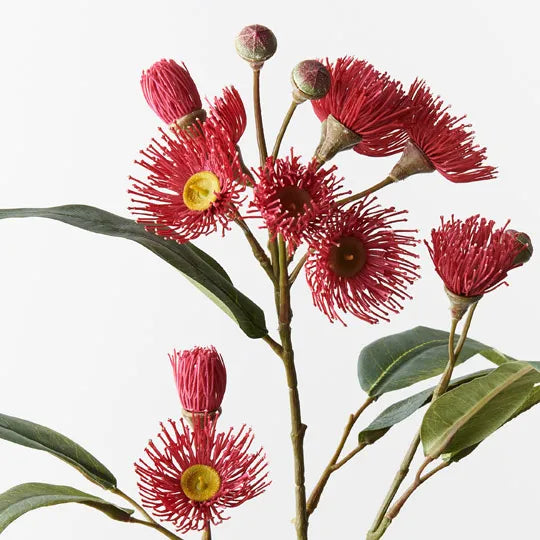 Eucalyptus Flowering Spray