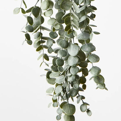 Eucalyptus Hanging Bush