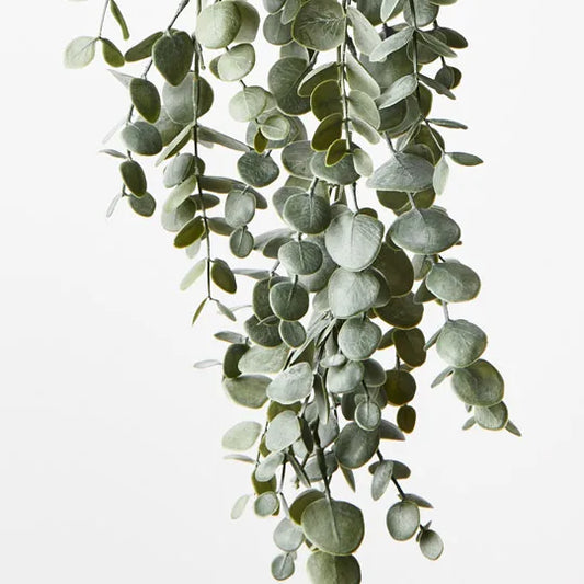 Eucalyptus Hanging Bush