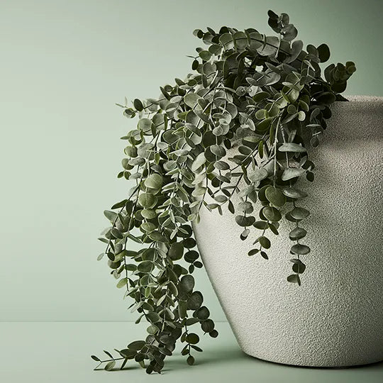 Eucalyptus Hanging Bush