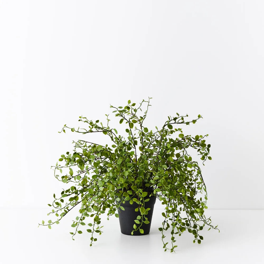 Maidenhair Vine Plant in Pot