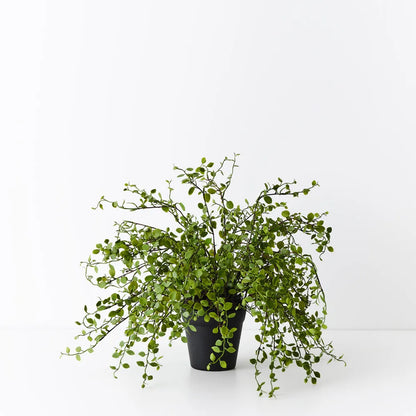 Maidenhair Vine Plant in Pot