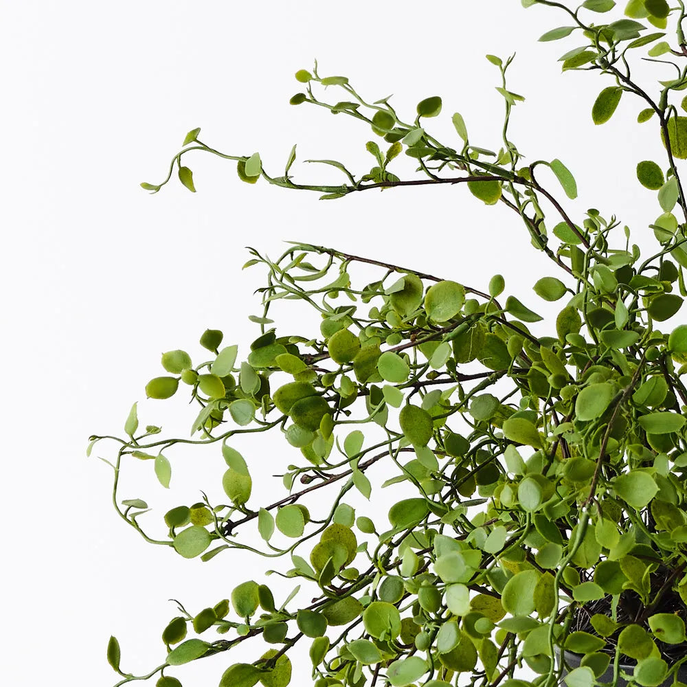 Maidenhair Vine Plant in Pot
