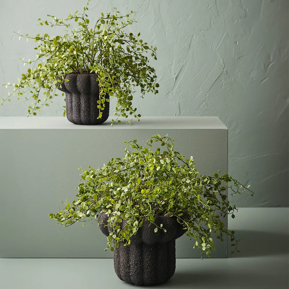 Maidenhair Vine Plant in Pot