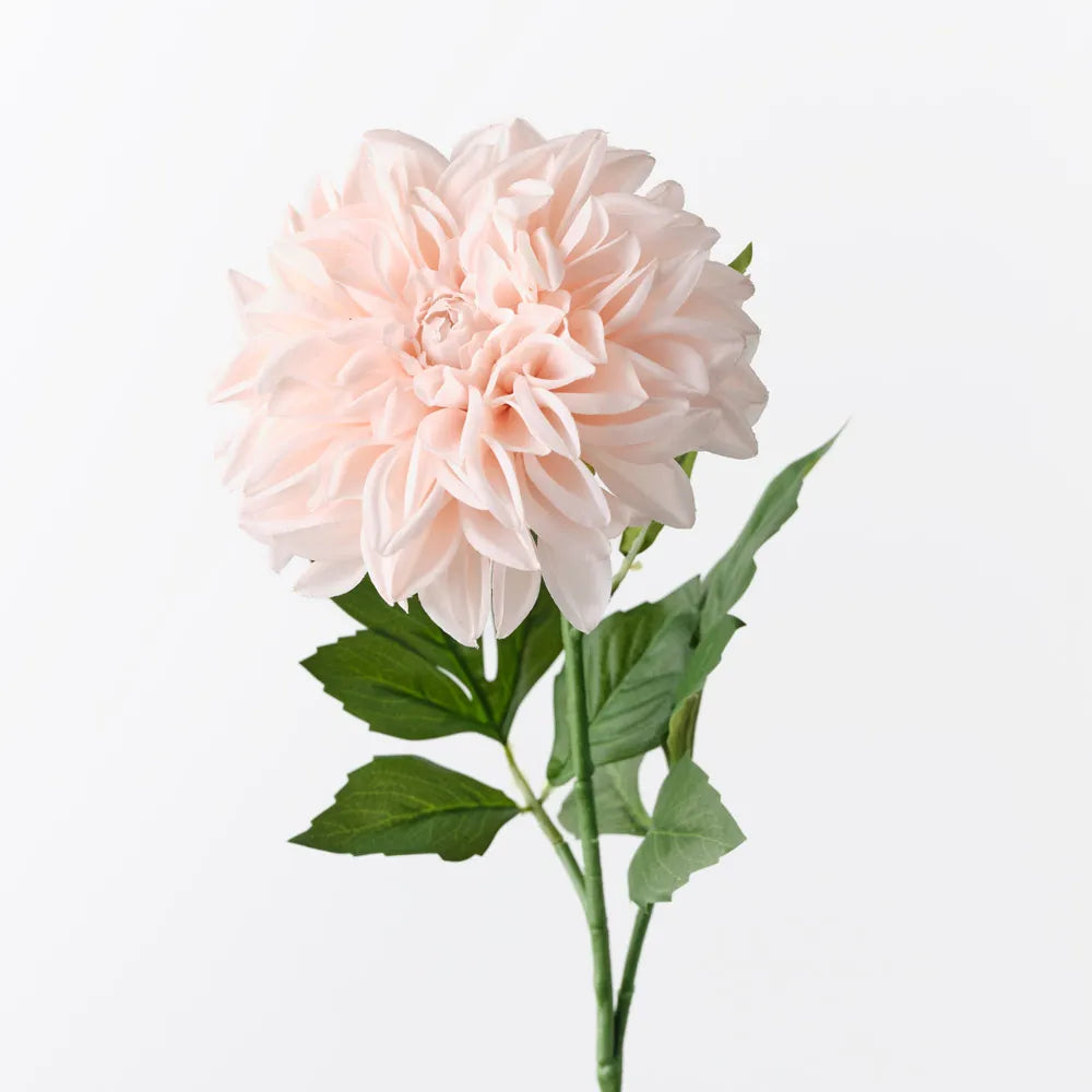 Dahlia Pompom