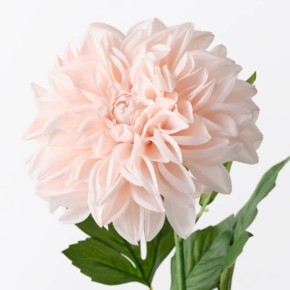 Dahlia Pompom