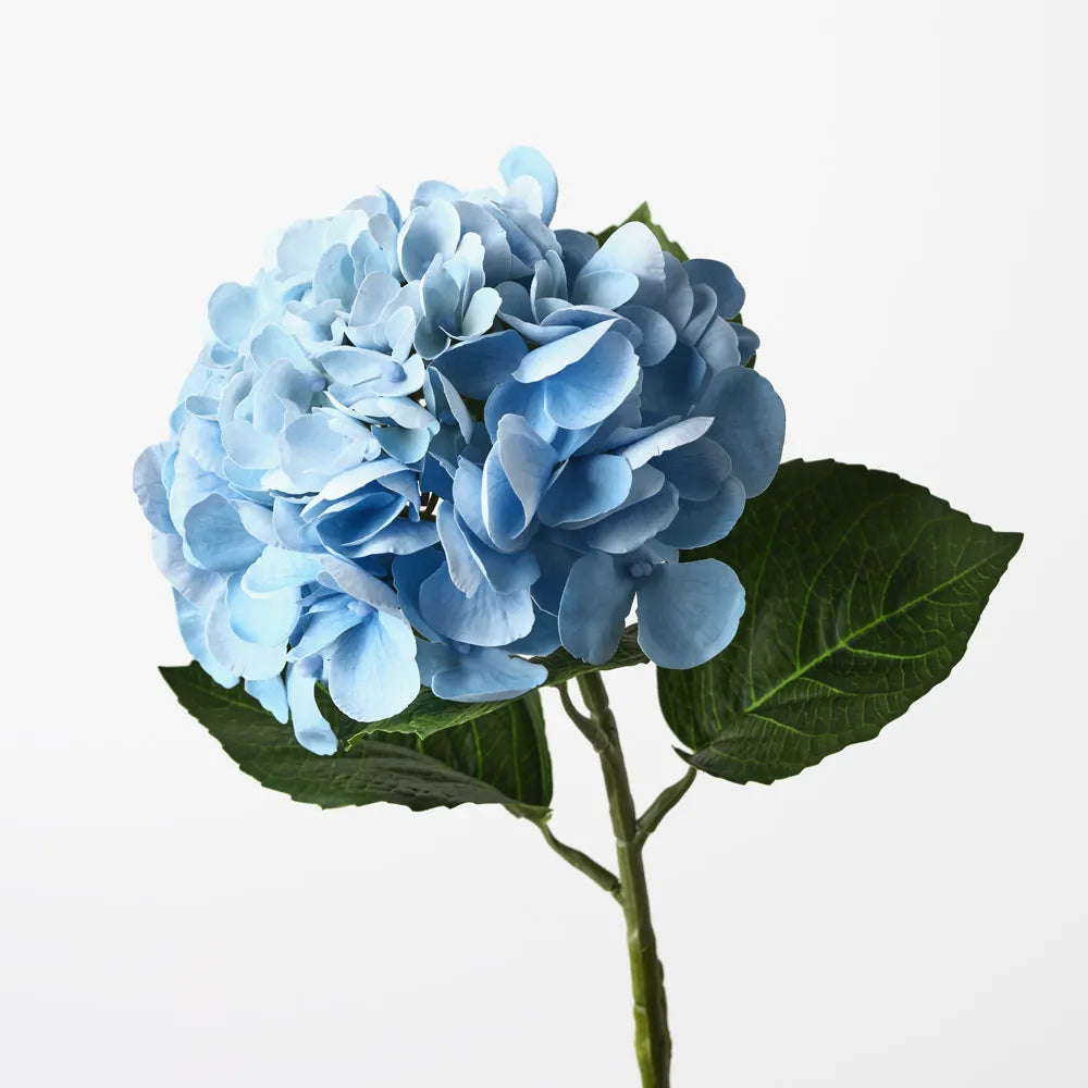 Hydrangea