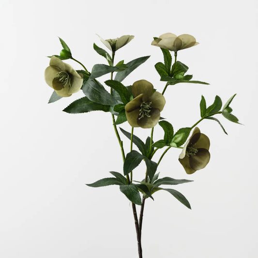 Hellebore Spray