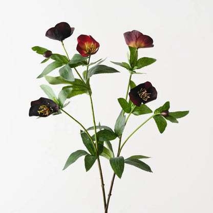Hellebore Spray