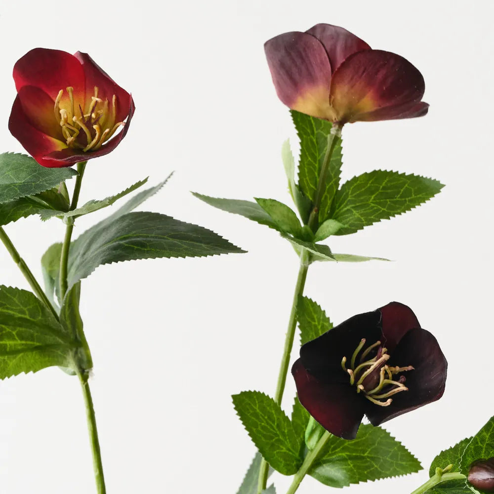Hellebore Spray