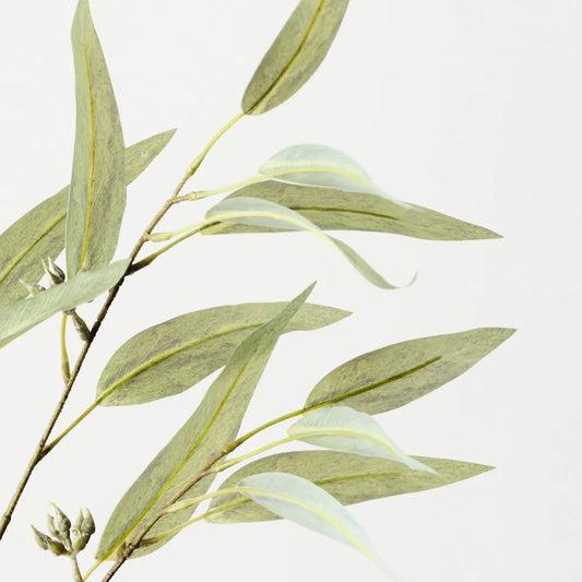 Eucalyptus Seed Spray