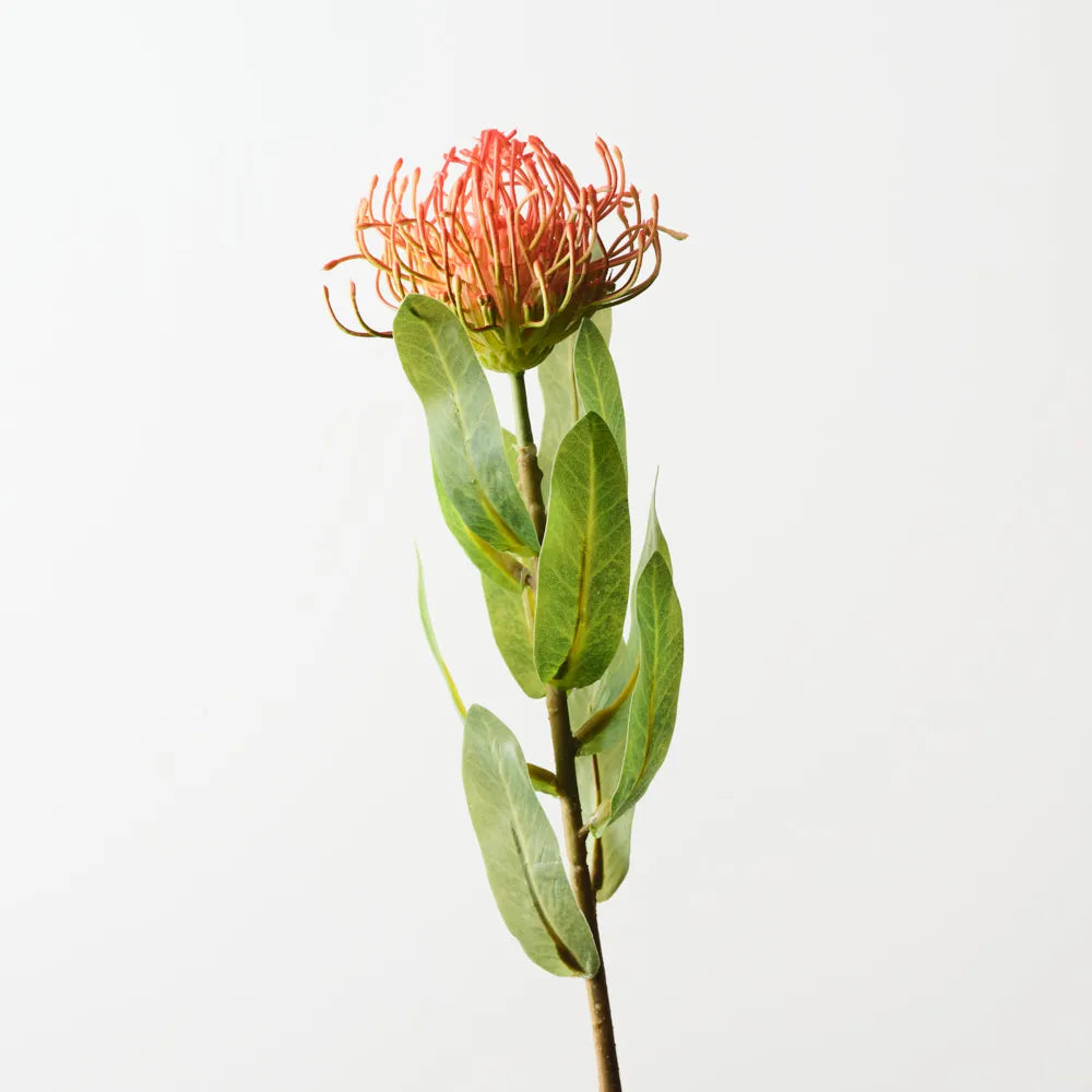 Protea Leucospermum