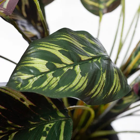 Calathea Plant in Pot