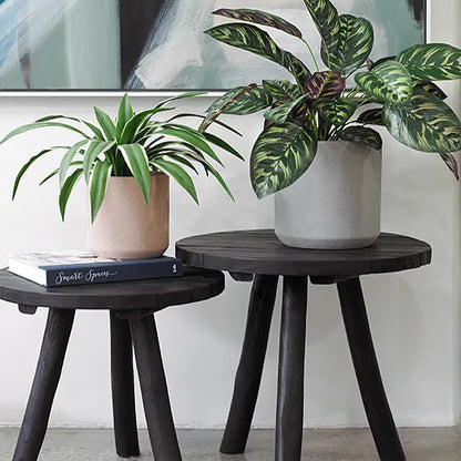 Calathea Plant in Pot