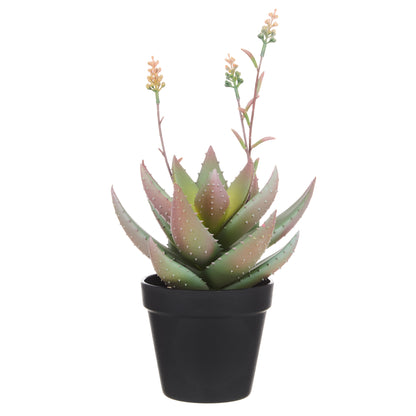 Flowering Aloe Plant