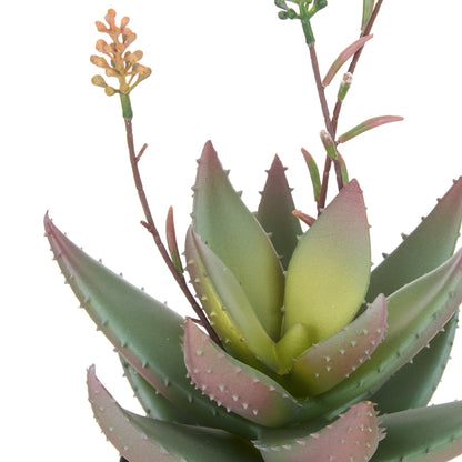 Flowering Aloe Plant