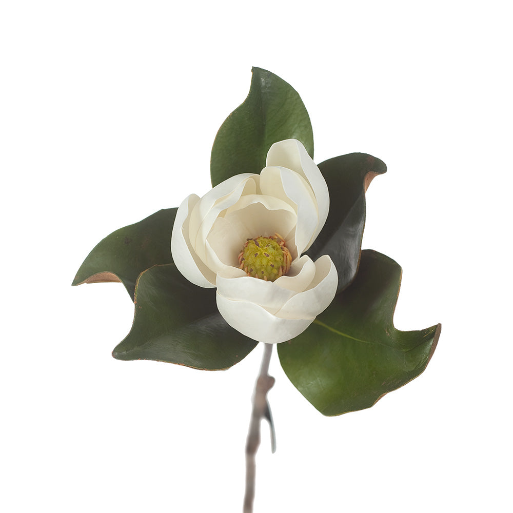 Magnolia Stem
