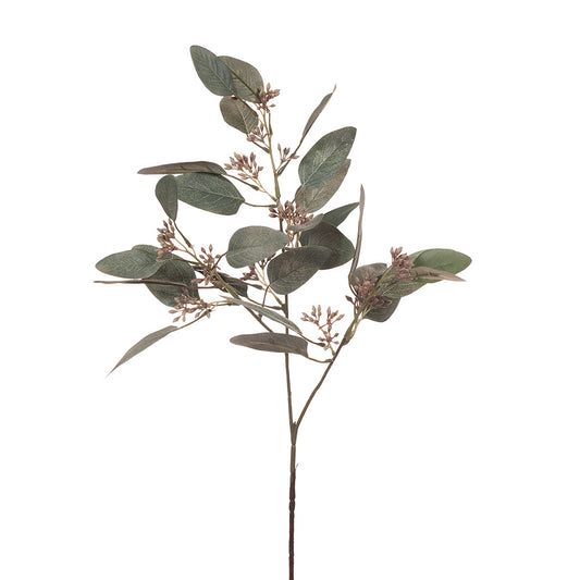Eucalyptus Leaf & Seed Spray