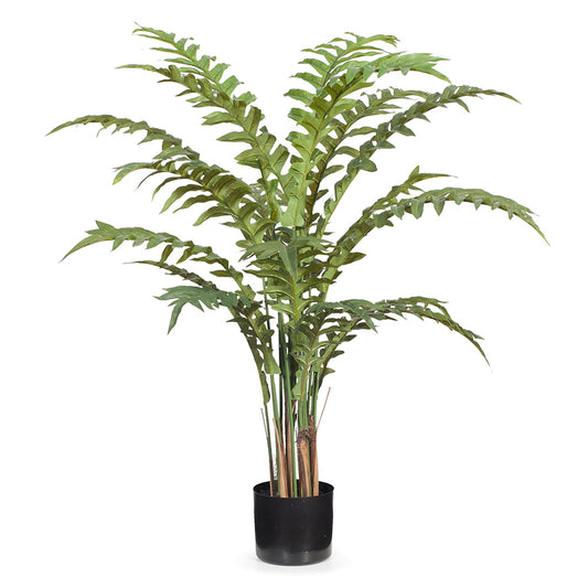 Fern Hares Foot Plant in Pot