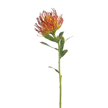 Protea Leucospermum