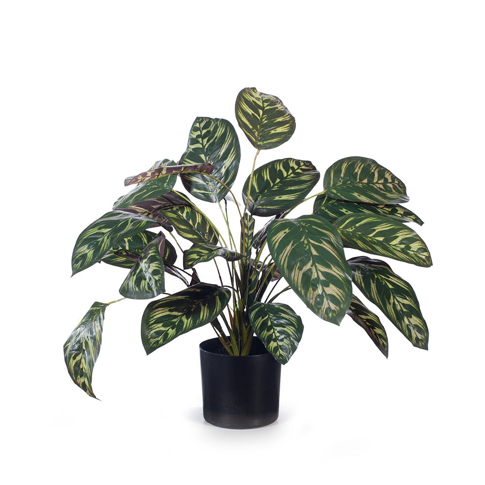 Calathea Plant in Pot