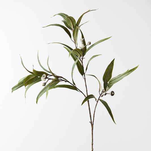 Eucalyptus Pod Flowering Spray