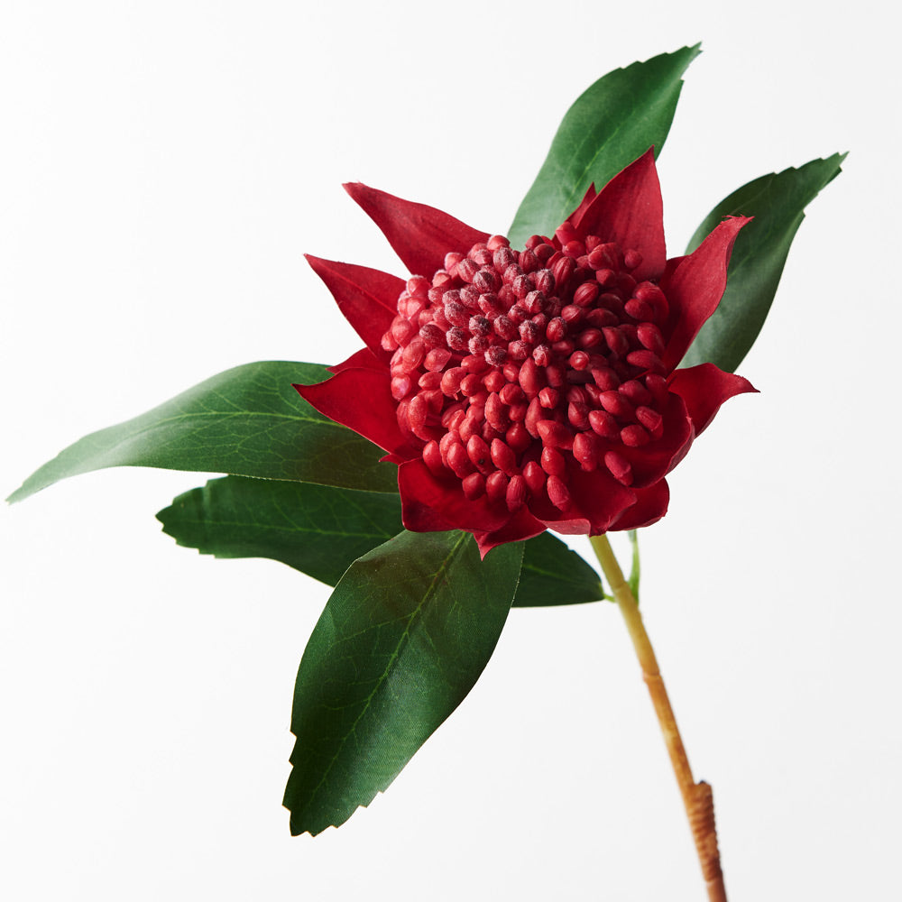 Waratah Spray