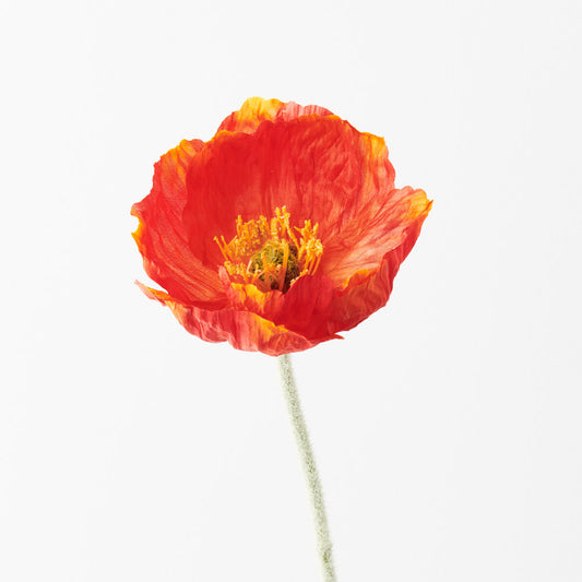 Iceland Poppy