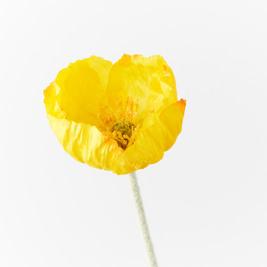 Iceland Poppy