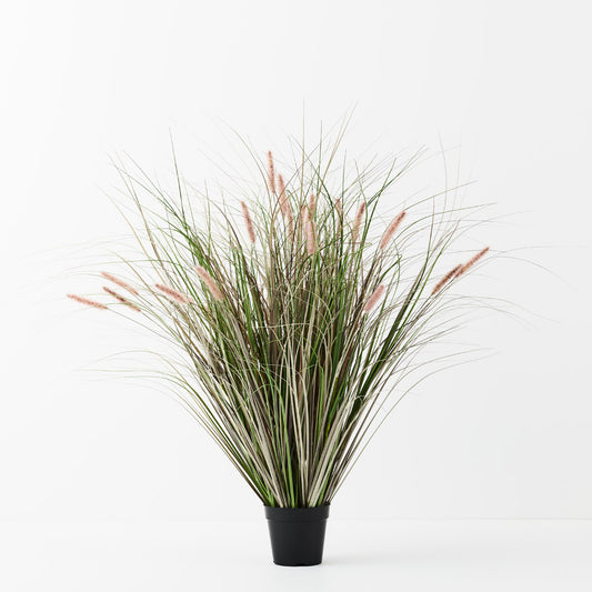 Foxtail Grass Plant