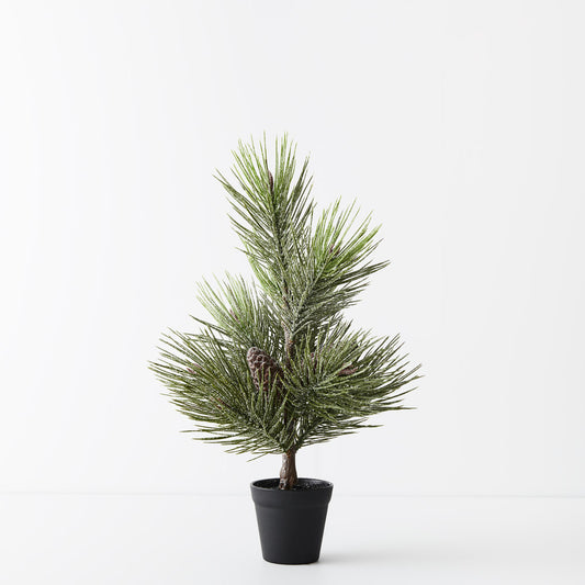 Pine Jasper Tree in Pot