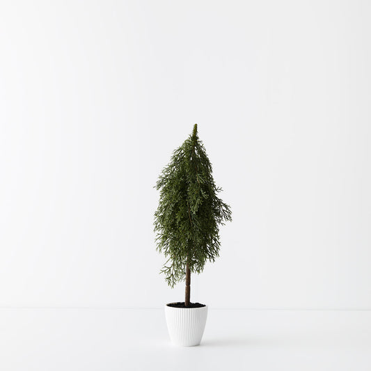 Pine Cypress Tree in Pot