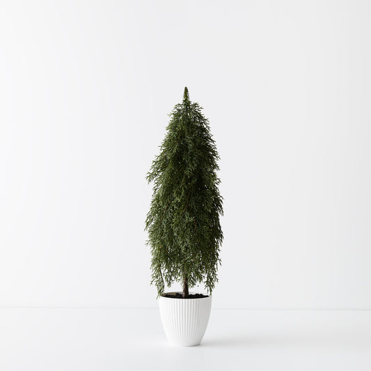 Pine Cypress Tree in Pot