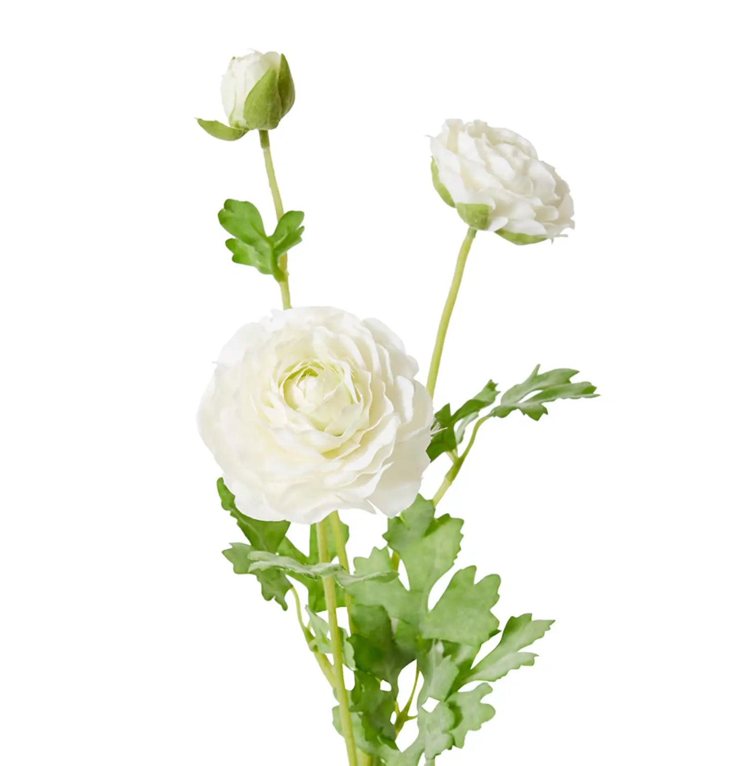 Ranunculus Flower Spray